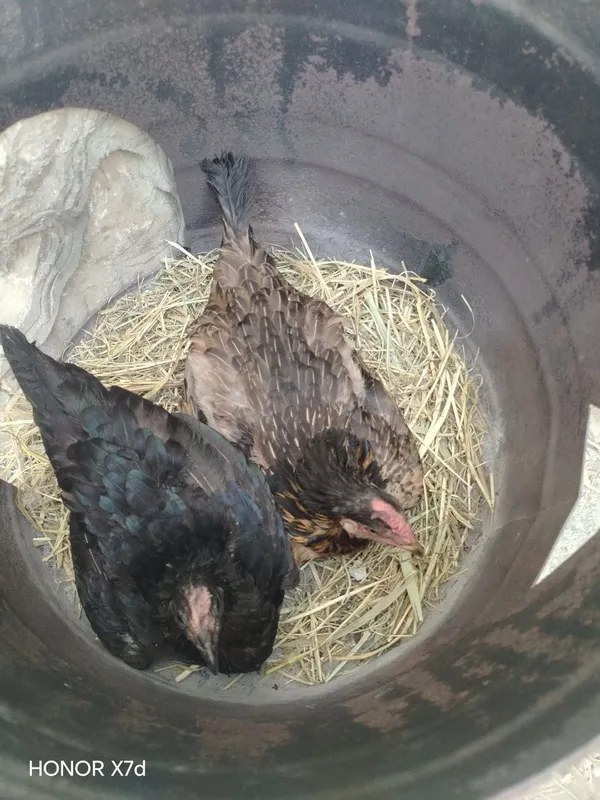 kurk tovuqlar 2 dona. Ikkalası ham tuxum bosıb yotıbdı 4 5 kun böldı. 2 kurk tovuqlar 2 dona. Ikkalası ham tuxum bosıb yotıbdı 4 5 kun böldı. 2