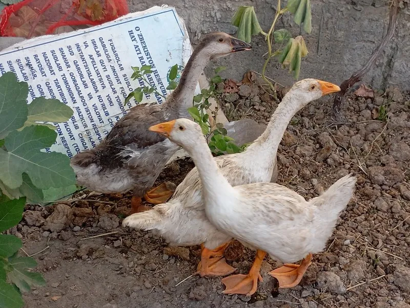 Gʻozlar sotiladi Gʻozlar sotiladi