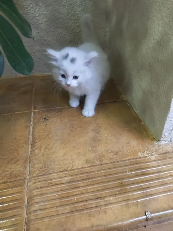 Срочно продаётся котята — фото 1