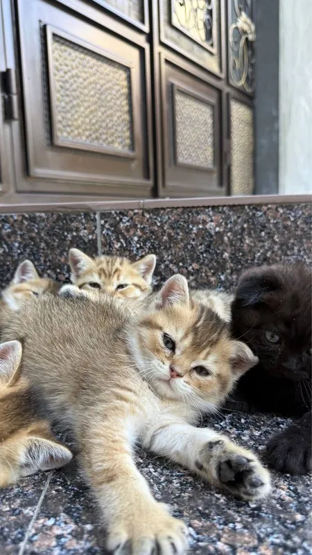 Продается миленькие котята 4 Продается миленькие котята 4