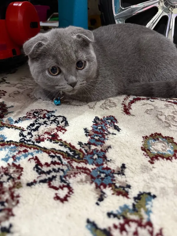 скотиш фолд кошки — фото 5