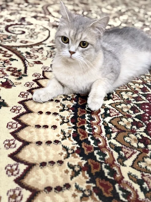 Британска Шиншилла 1 Британска Шиншилла 1