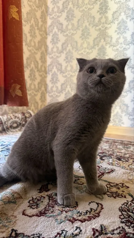 Продаётся шотландский котёнок 1 Продаётся шотландский котёнок 1