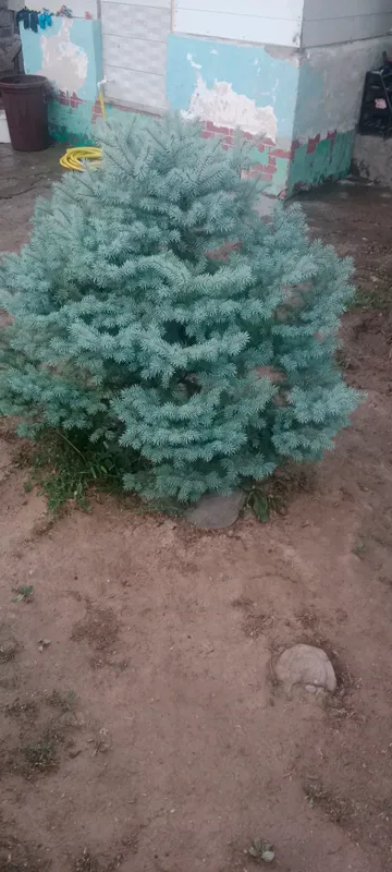 срочно продаю голубую ель