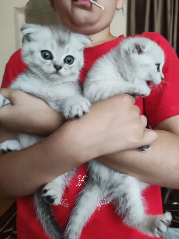 Продаются чистокровные котята 2 Продаются чистокровные котята 2