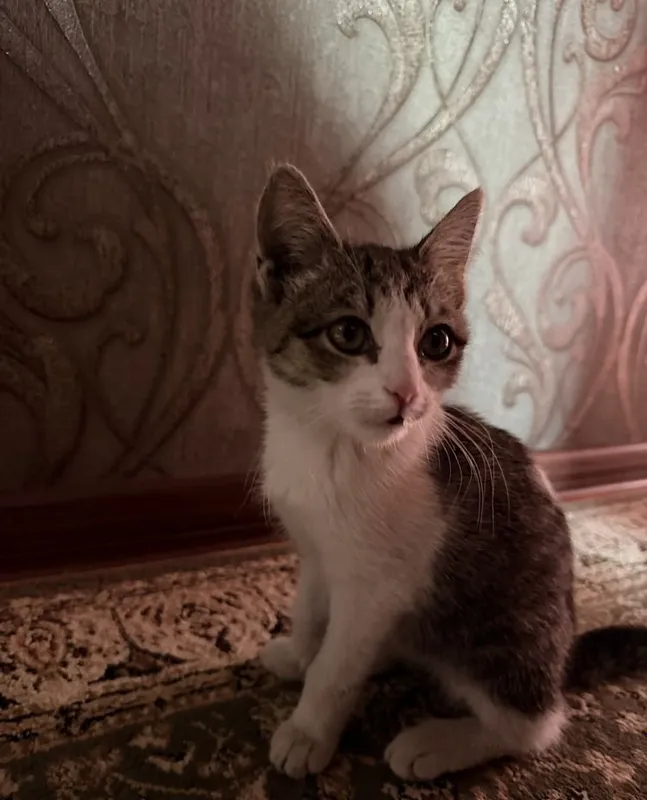 Котёнок в добрые руки 2 Котёнок в добрые руки 2