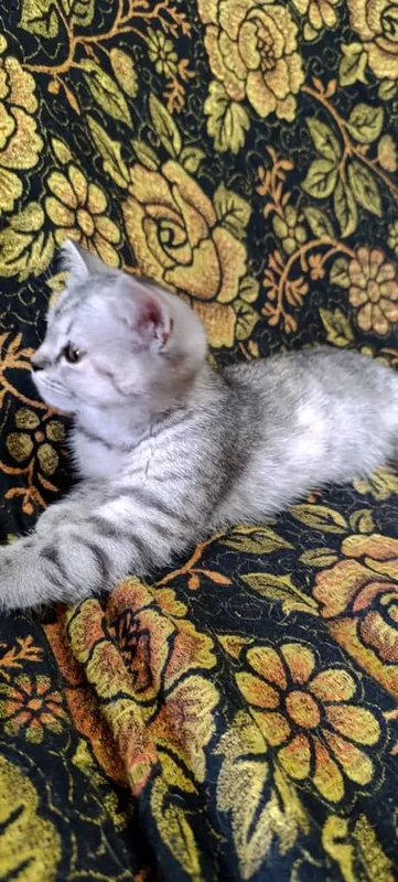 Котята породистые — фото 1