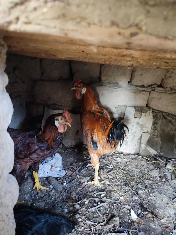 2 ta xoʻroz mesni tozza 1 ta kulangi tovuq kurk boʻgan tuxum bostirsah 4 2 ta xoʻroz mesni tozza 1 ta kulangi tovuq kurk boʻgan tuxum bostirsah 4