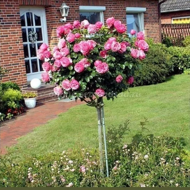 Shtampviy roʻza shoxona atirgul — фото 1