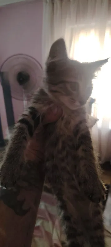 Котята в хорошие руки 4