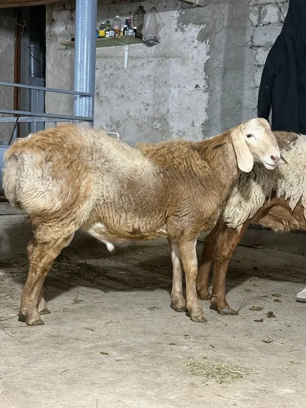 Кочкор кой Qochqor qoy — фото 3