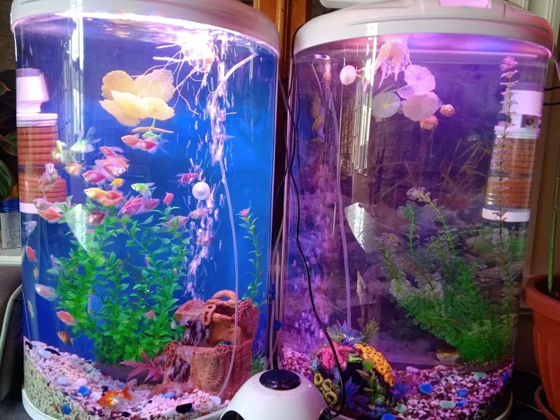 Akvarium va baliqlar bilan 7 Akvarium va baliqlar bilan 7