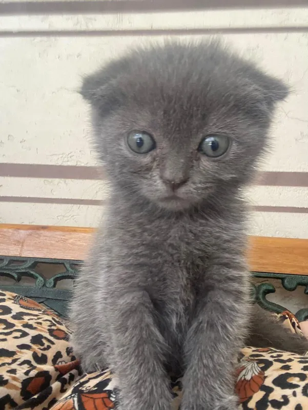 Продам котят породистые 1