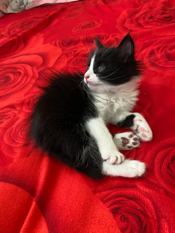 Котёнок 3 Котёнок 3