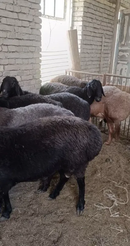Qassob Xizmati Halol pokiza xoxlagan kg bor Quchqorlar — фото 1