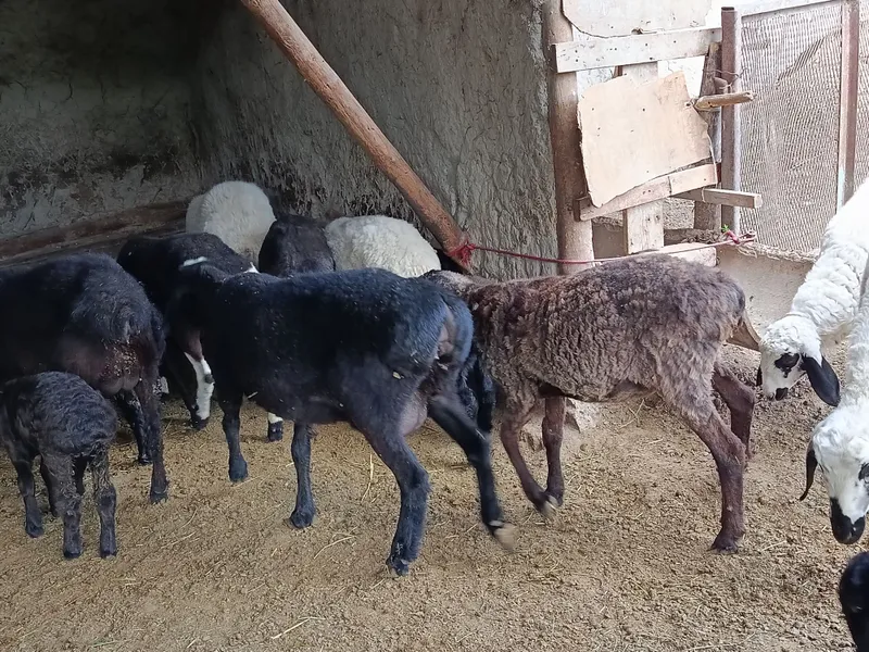Qazoqi ona bola va alohida qoʻylar sotiladi — фото 6