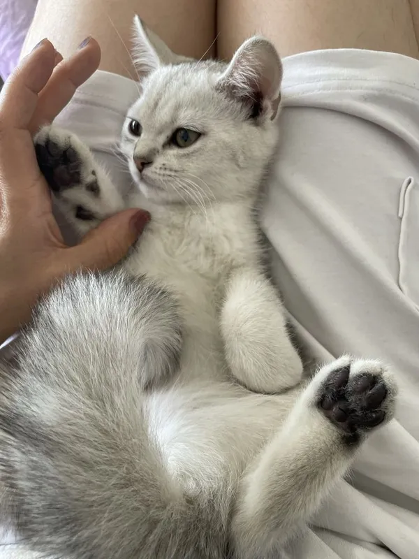 Котята серебристая шиншилла 5 Котята серебристая шиншилла 5