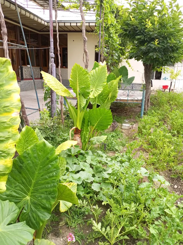 Крупные растения Alocasia («Ухо слона») 4 Крупные растения Alocasia («Ухо слона») 4