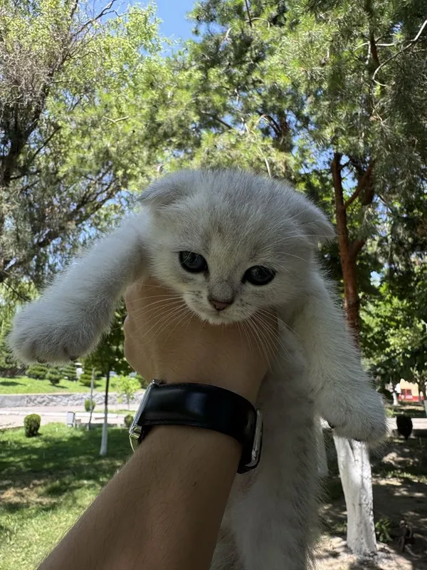 Шиншила британская 3 Шиншила британская 3