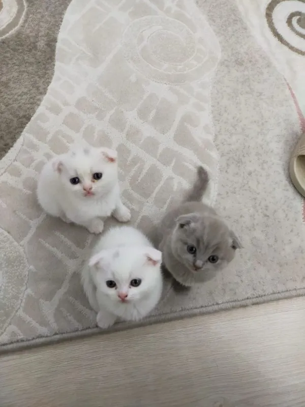 Кошки милые Шиншилла мальчик 1 Кошки милые Шиншилла мальчик 1