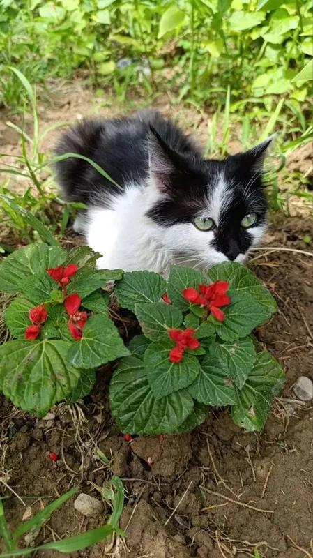 Котенок в добрые руки 3 Котенок в добрые руки 3