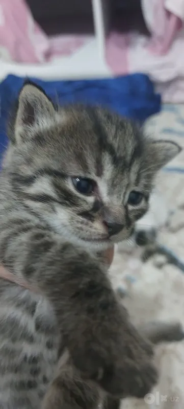 Котята бесплатно 5 Котята бесплатно 5