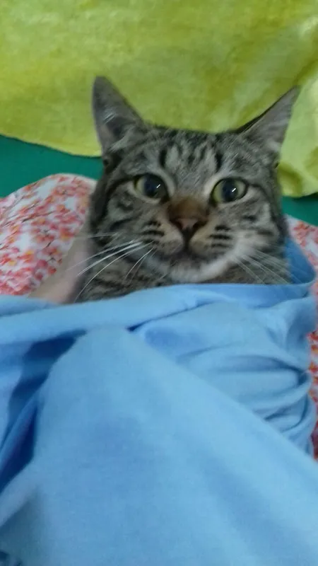 отдам котика в хорошие руки
