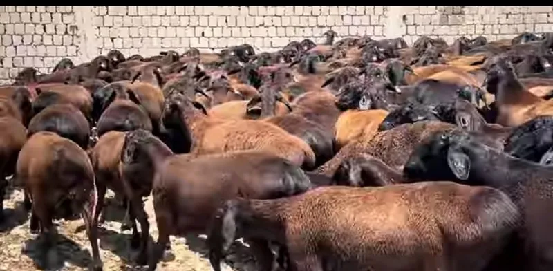 Yosh Ona qoylar sotladi kelishtirib beramiz Yosh Ona qoylar sotladi kelishtirib beramiz