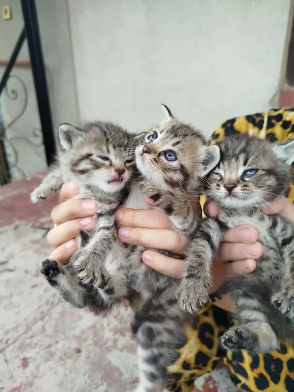 катята скотиш фолд