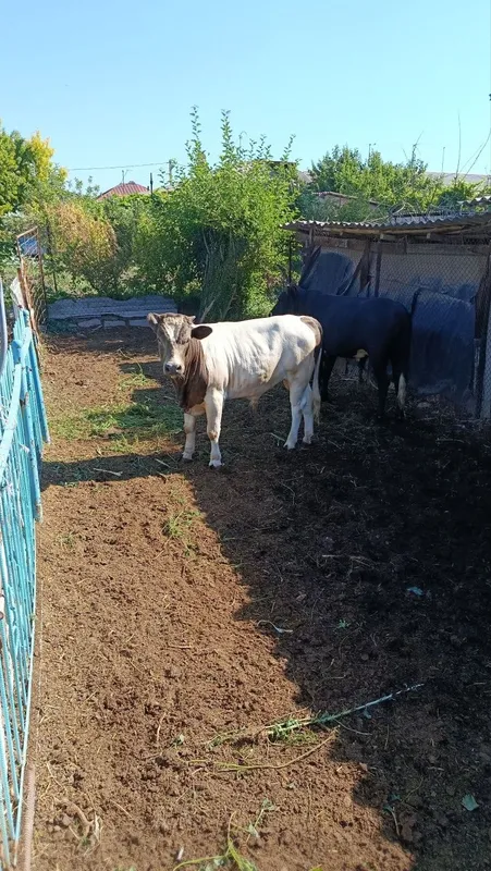 Бычки продаются!!! 5 Бычки продаются!!! 5