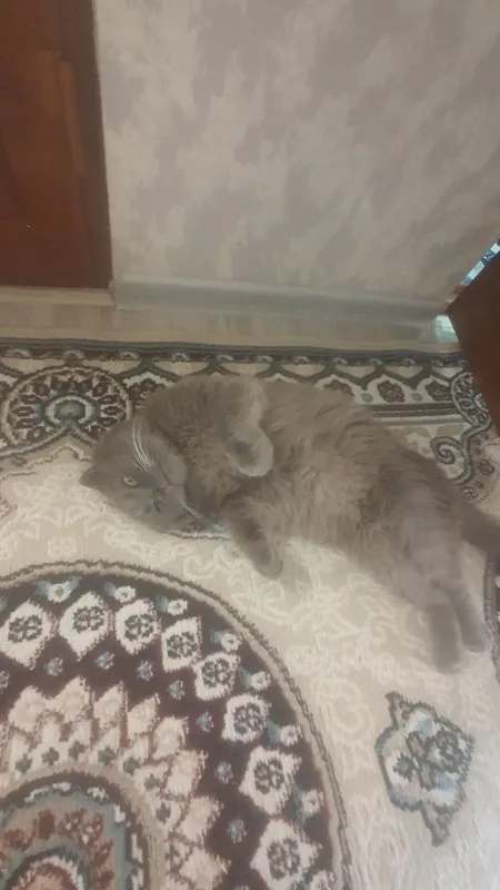 Vyazkaga qiz mushuklarni taklif qilamiz jinsi O'gil 2 Vyazkaga qiz mushuklarni taklif qilamiz jinsi O'gil 2