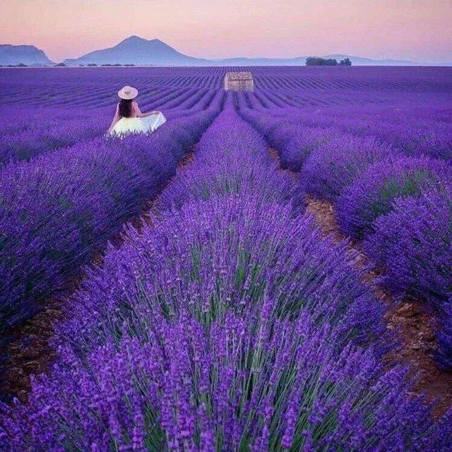 Lavanda gullari bor 1