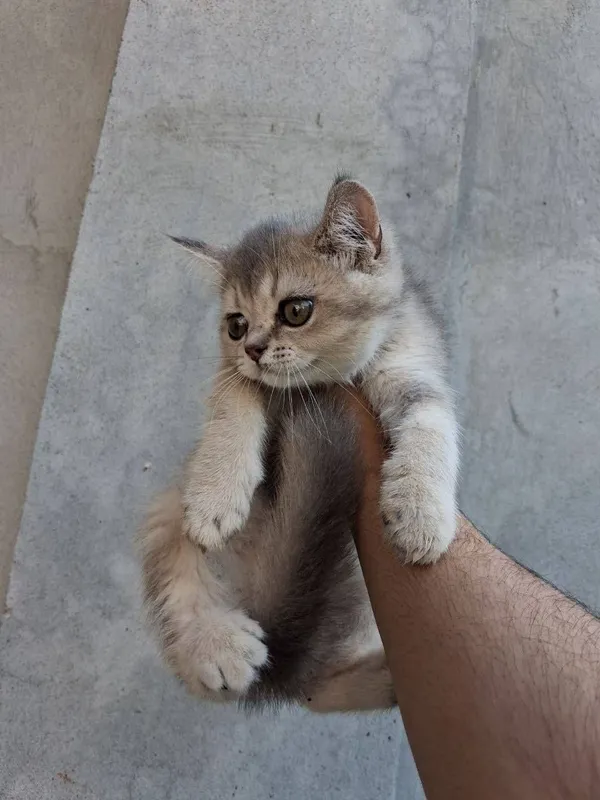 Shinshilaa 2 oylik 2 Shinshilaa 2 oylik 2