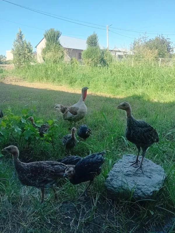 Juda bolasiga mexribon ona kurka bor. 5