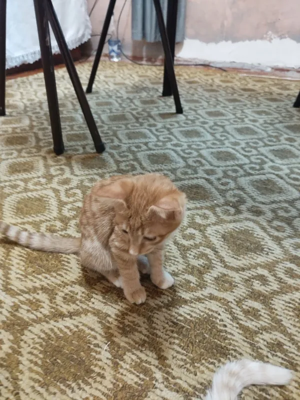 Отдадим котят в хорошие руки 5 Отдадим котят в хорошие руки 5