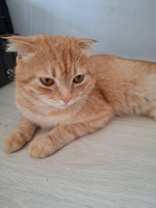 Продаётся 1-летний кот Scottish Fold 2 Продаётся 1-летний кот Scottish Fold 2