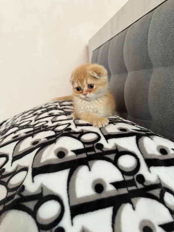 Котята — фото 1