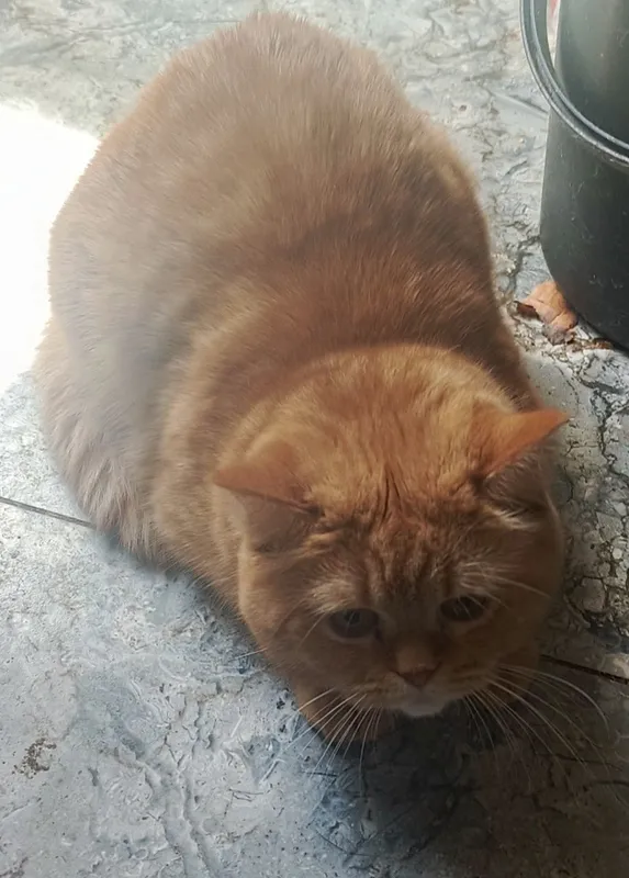 Котики в хорошие руки — фото 1