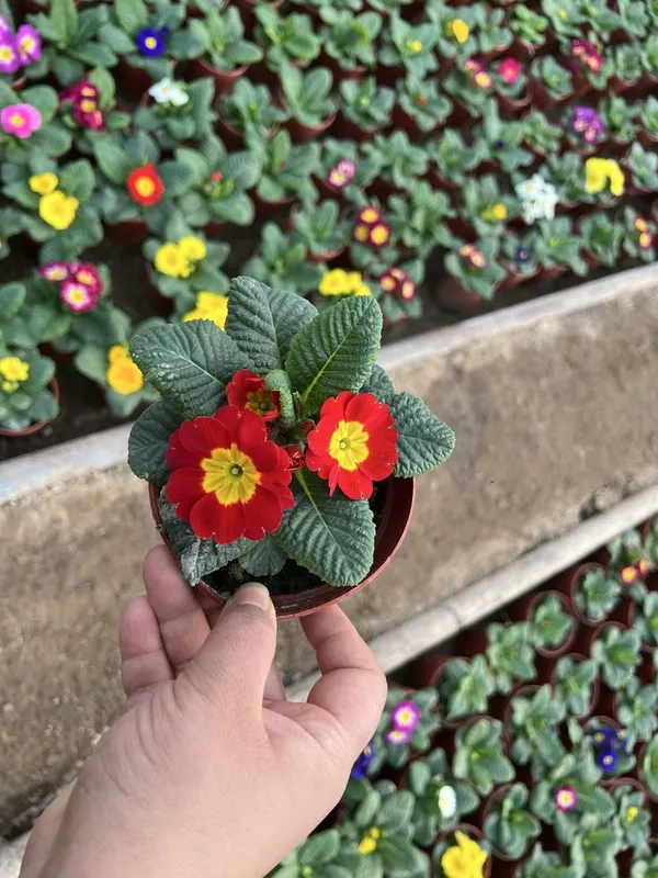 Примула primula mavsumiy gullar — фото 3