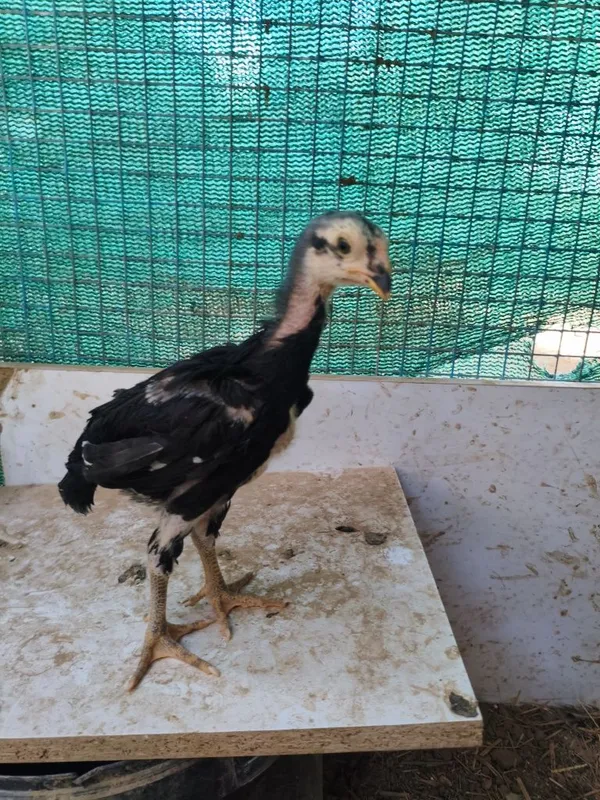 Dakan jojala sotiladi 6