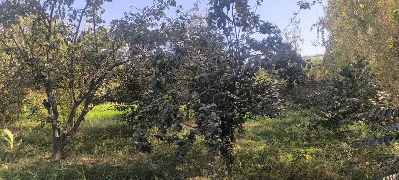 Afrosiyob mahallasi Furqat koʻchasi — фото 3