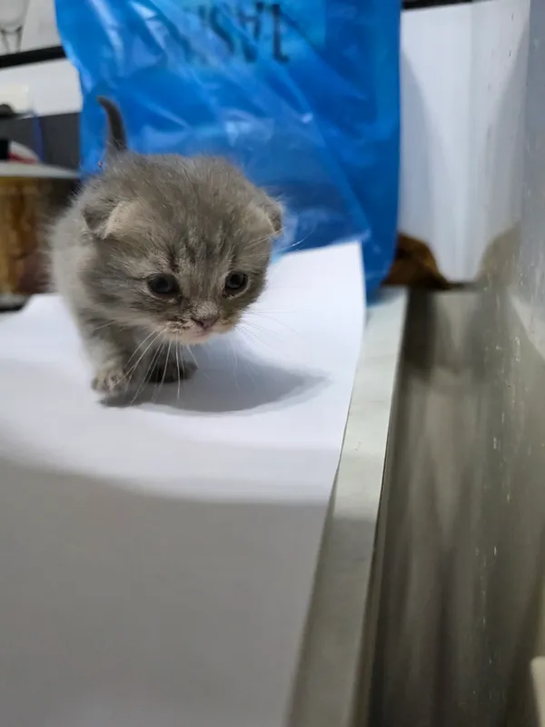 Котята Scottish Fold + British Chinchilla — фото 4