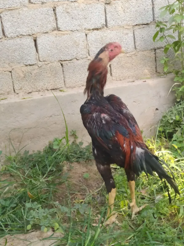 Dakan xo'roz sotiladi 4 Dakan xo'roz sotiladi 4