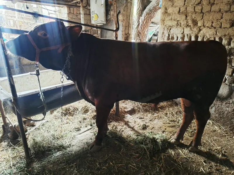 17 oylik angus buqasi 450-500kg tirik vazn — фото 2