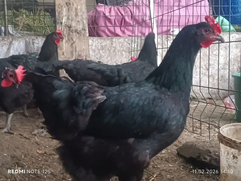 Qora shaxzoda gigant tuxum jo'jalariga zakaz olamiz — фото 6