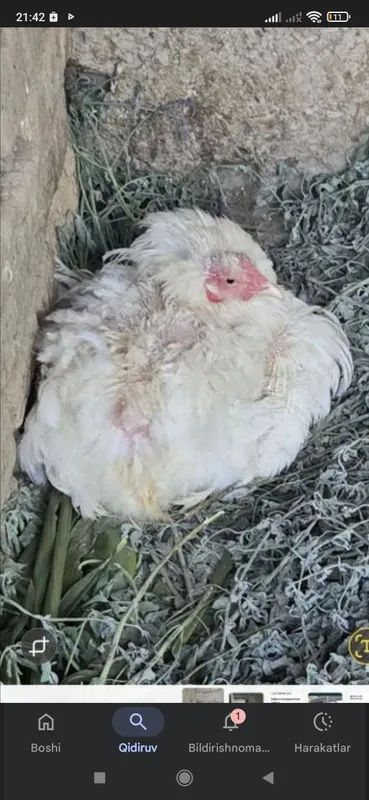 Kurk tovuq bor kurk tovuq bor kurk tovuq bor kurk tovuq bor