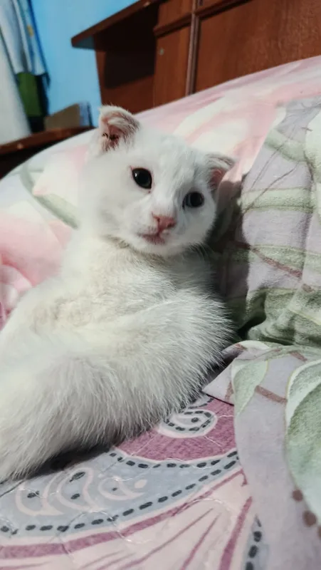 Отдам котят бесплатно 1