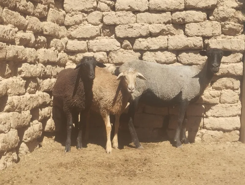Sutdan chiqqan egiz qoʻzilar sotiladi