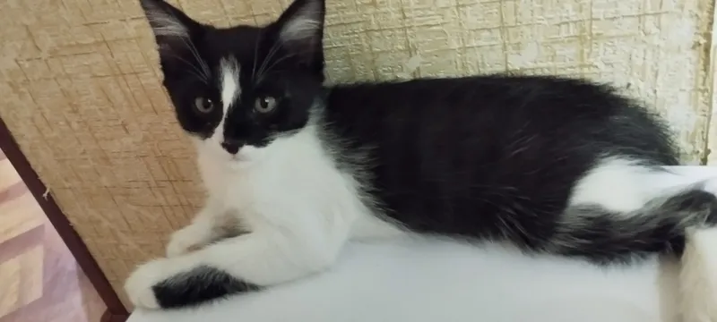 MUSHUKCHA 4 MUSHUKCHA 4