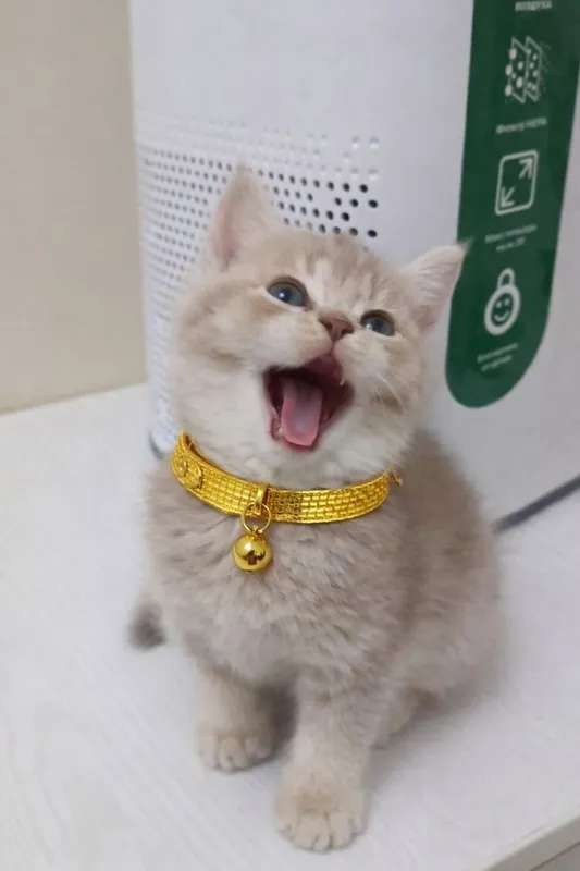 Фолд скоттиш мальчик джигит!